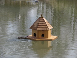 Mother duck checking out the Floating Duck house.