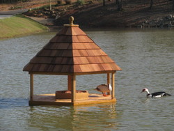 Local ducks and geese checking out the new Gazebo!